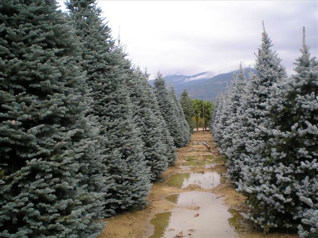 http://www.designrulz.com/wp-content/uploads/2010/02/abies_arizonica_i_picea_pungens_hoopsii2.jpg
