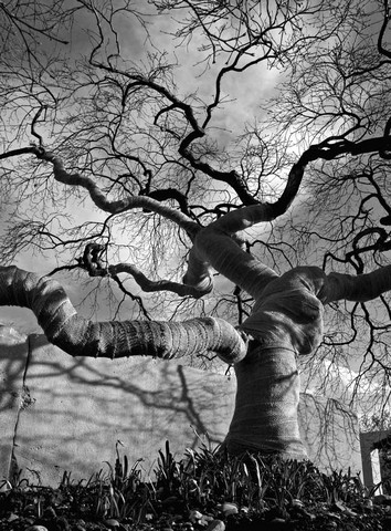 The Tree Museum of Zurich, Switzerland