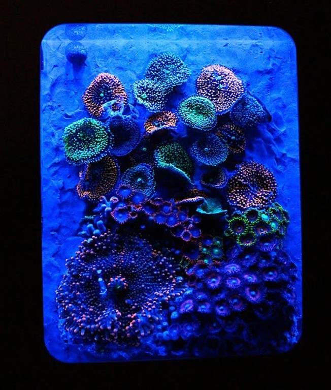 XBOX 360 Pico-Reef Aquarium BY Blue World Aquariums